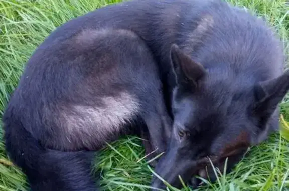 Найдена собака, Московский пр., 19 к9, Чебоксары