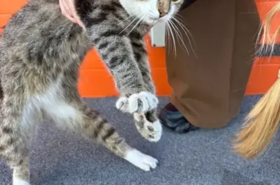 Найдена кошка, , фото: Кот найден на Аустрина, 167А, Пенза