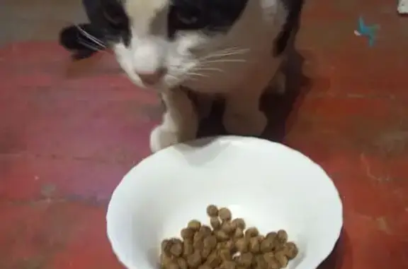 Найдена кошка, Волгоград, фото: Котик найден: Коммунистическая 38, Волгоград