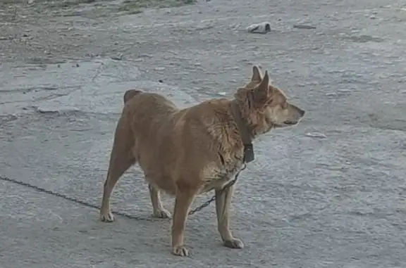 Пропала собака на Пушкина, 20, Искитим