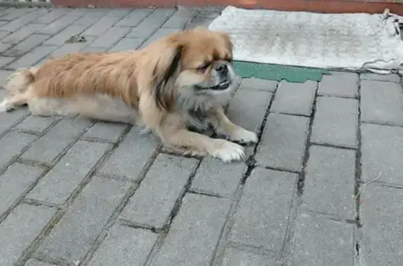 Найдена собака, Брянск, фото: Потерян пекинес, Вокзальная 116, Брянск