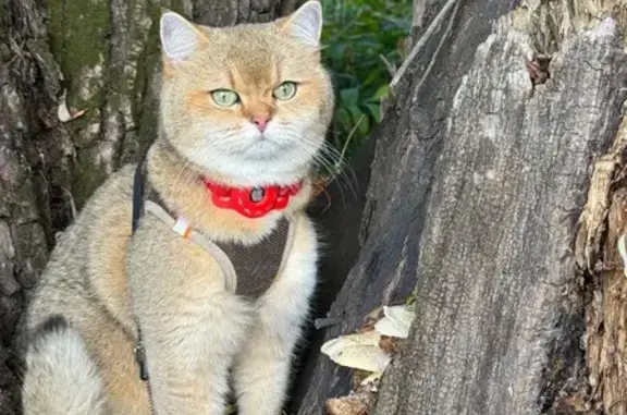 Кошки потеряшки, , фото: Потеряшка кошка в Рыбацкой деревне, Шумашь