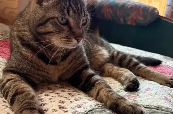 Кошки потеряшки, Московская область, фото: Потеряшка кот Флок в СНТ Дмитроград!