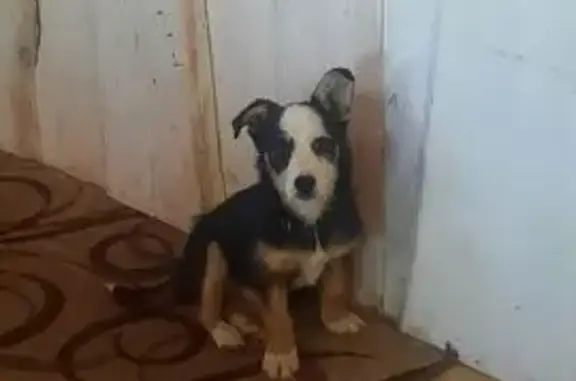 Собаки потеряшки, Миасс, фото: Потеряшка собака, Красноармейская 66, Миасс