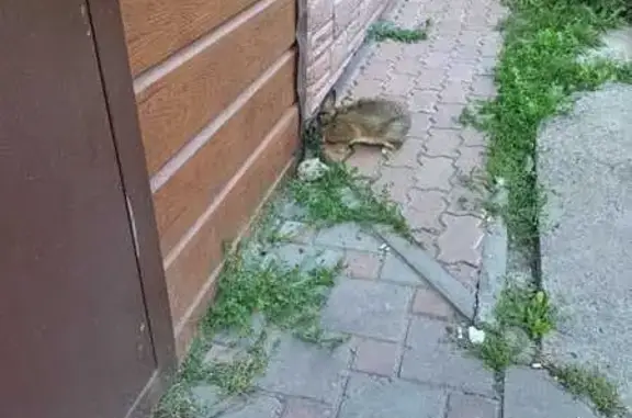 Найденные животные Чебоксары, фото: Заяц найден: ул. Энтузиастов, 27, Чебоксары