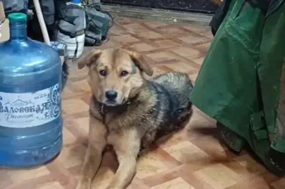 Собаки потеряшки, Ленинградская область, фото: Потеряшка собака, п. Новый Свет, ЛО