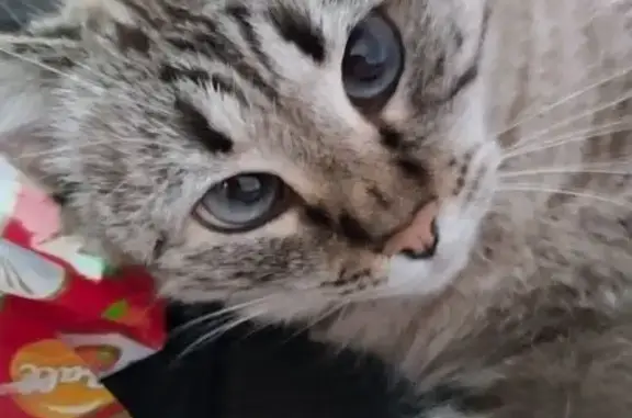 Кошки потеряшки, Липецк, фото: Потеряшка кошка, пр. Мира 4, Липецк