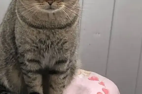 Пропала кошка, ул. Куйбышева 36, Ступино