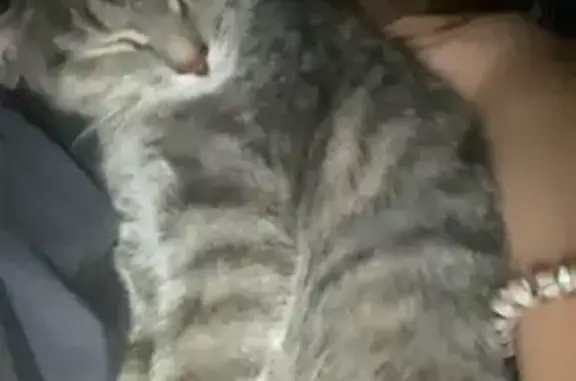 Пропала кошка, ул. Б. Богаткова, 202, Нск