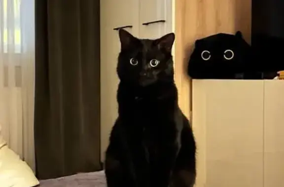 Пропала кошка, Джанкойская ул. 1 к1