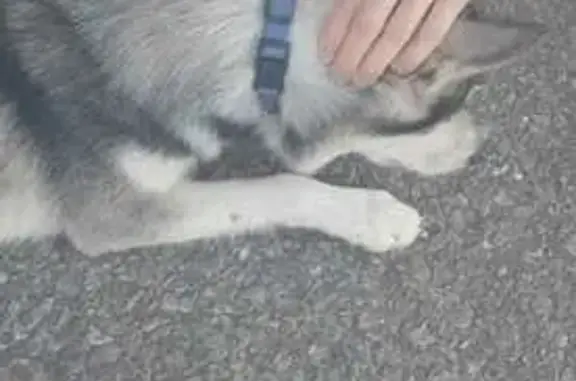 Хаски найдена на Живописной, Волгоград