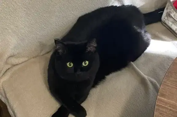 Пропал кот Уголек, ул. Чубынина, Салехард