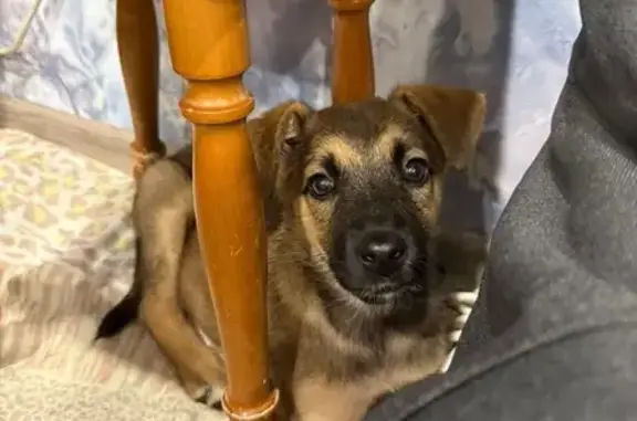 Щенок найден у школы: Советская 3А, Семёновка