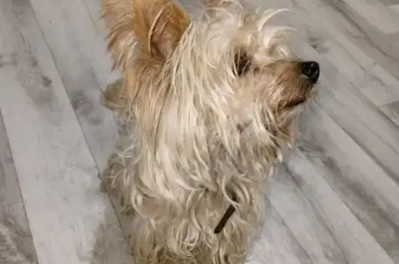 Собака найдена: Медногорская 25, Пермь