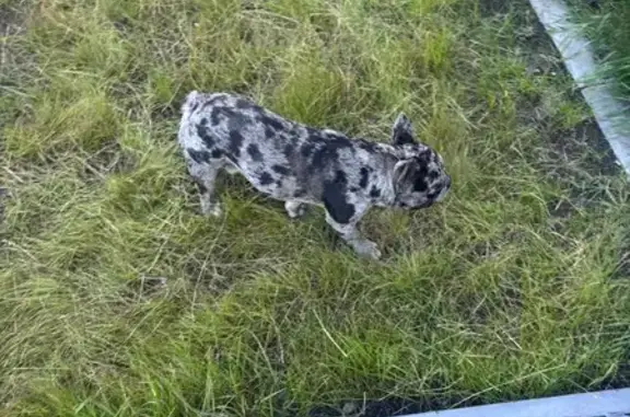 Собака найдена: ул. Макеева, 10, Челябинск