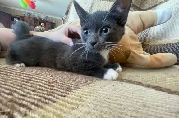 Найдена кошка, Юрьев-Польский, фото: Найдена кошка, Стахановская ул., Юрьев-Польский