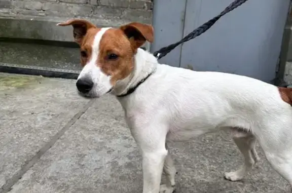 Найдена собака, Новосибирская область, фото: Найдена собака, Новосибирск, обл.