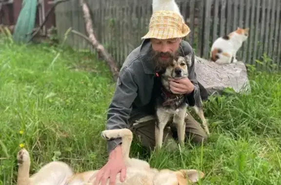 Собаки потеряшки, Ивановская область, фото: Потеряшка собака в Толпыгино, Ивановская обл.