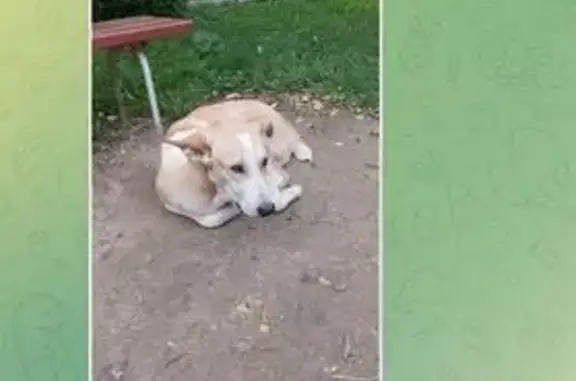 Найдена собака, Екатеринбург, фото: Собака найдена: ул. Луначарского, 225