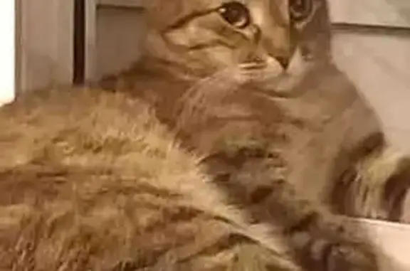 Кошка найдена: ул. Елизаровых, 76, Томск