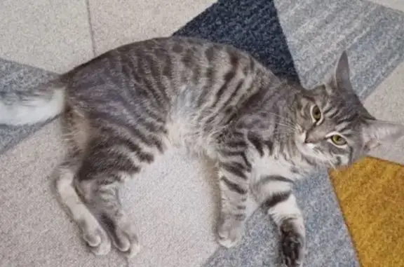 Найдена кошка, , фото: Найдена кошка ул. Рахманинова, 10, Пенза