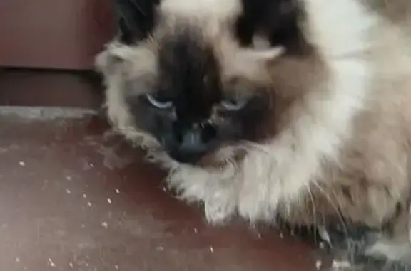 Кошка найдена на Краснобогатырской, 75 к1