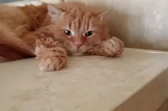 Пропала кошка, Юбилейная 38А, Владимир