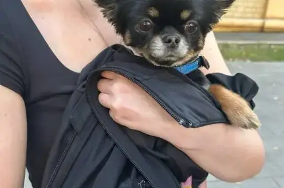 Найдена собака, Москва, фото: Собака найдена у Строгановки, Сокол, Москва