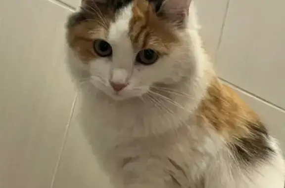 Потерянные животные Ростов-на-Дону, фото: Пропала кошка, Батумский пер., 53, Ростов-на-Дону