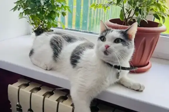 Кошки потеряшки, Ряжск, фото: Потеряшка кот Степа, ул. Энгельса, Ряжск