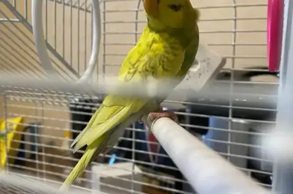 Потерянные животные Рыбинск, фото: Пропала птица, Веретьевская ул., Рыбинск