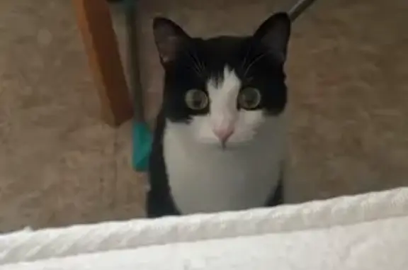 Пропала кошка, ул. Дружбы Народов 6, Лангепас