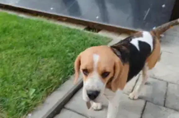 Найдена собака, Краснодар, фото: Бигль найдена: ул. Героя Ростовского, Краснодар