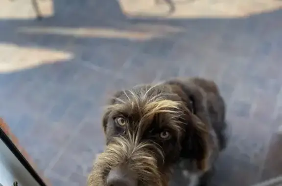 Собаки потеряшки, Омск, фото: Потеряшка собака, Омск, Новороссийская 32