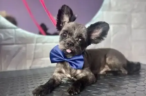 Собаки потеряшки, Рубцовск, фото: Потеряшка йоркширский терьер, ул. Крупской, 226