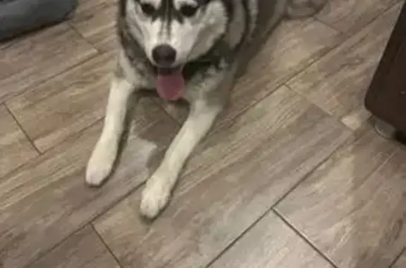 Найдена собака, ул. Крупской, 35Б, СПб