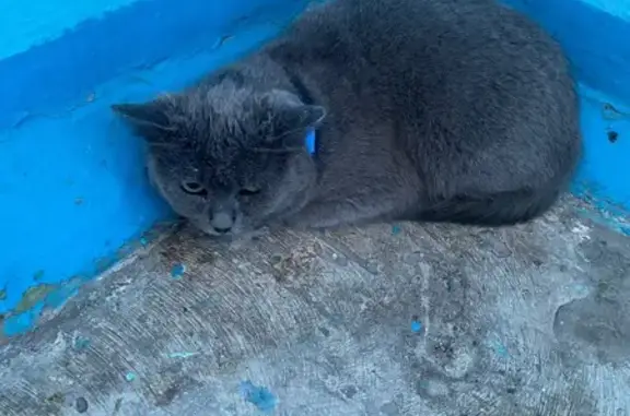 Найдена кошка, пр. 9-й Пятилетки, 7/13