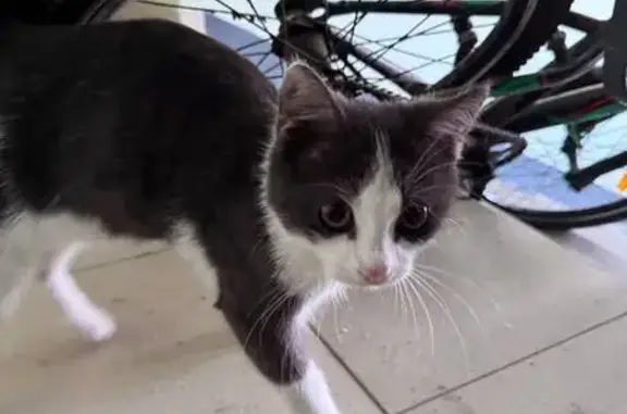 Найдена кошка, Зеленодольск, фото: Кошка найдена на Засорина, 2, Зеленодольск