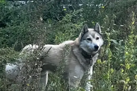 Найдена собака, Барнаул, фото: Собака найдена у Папанинцев 131, Барнаул