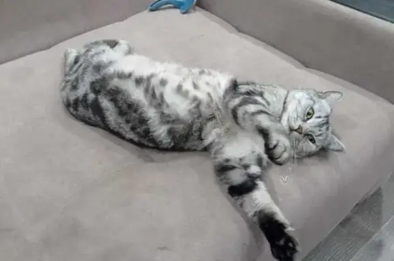 Кошки потеряшки, Бийск, фото: Потеряшка кошка, Бийск, Мартьянова 51