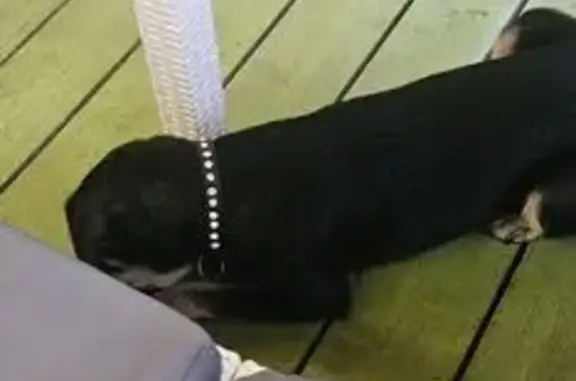 Найдена собака, Моздок, фото: Собака найдена: ул. Кирова, 88, Моздок