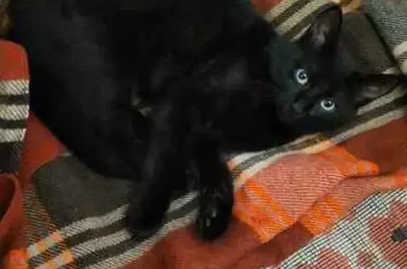 Пропал черный котик, ул. Кирова, 11А