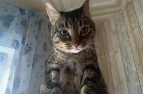 Кошки потеряшки, Мурманск, фото: Потеряшка кошка, ул. Аскольдовцев 43, Мурманск