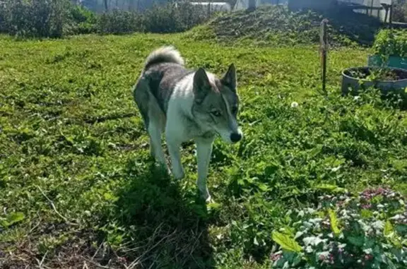 Найдена собака, Новокузнецк, фото: Найдена лайка, Чичербаево, ул. Звездова