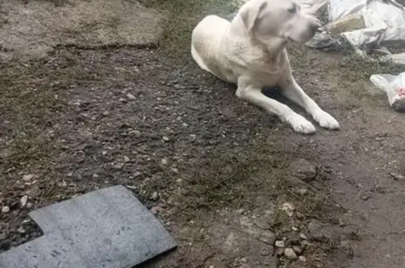 Найдена собака, пер. Ушинского 30А, Ставрополь