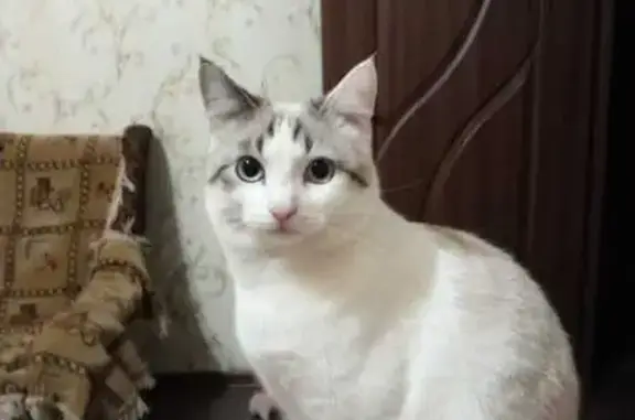 Пропала кошка, Лесхоз, Татарстан