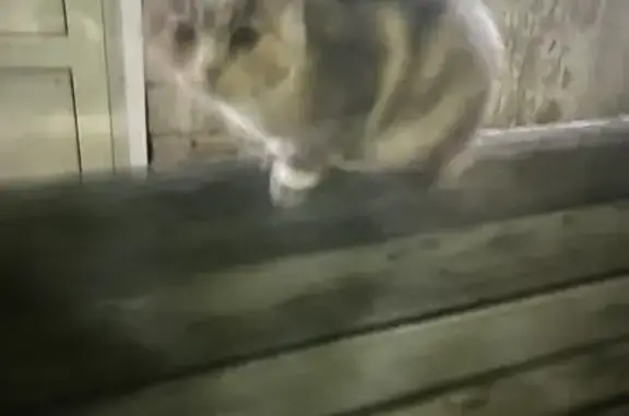 Кошка найдена, ул. Тараса Шевченко, 83А