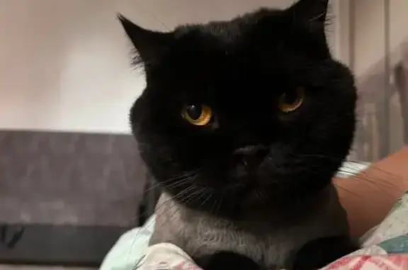 Кошки потеряшки, Сорочинск, фото: Потеряшка кошка, Интернациональная 1А