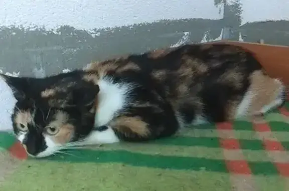 Найдена кошка, Архангельская область, фото: Кошка найдена: Северодвинск, Архангельск