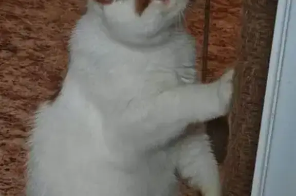 Кошки потеряшки, Кемерово, фото: Потеряшка котик, Колыванская ул., Кемерово